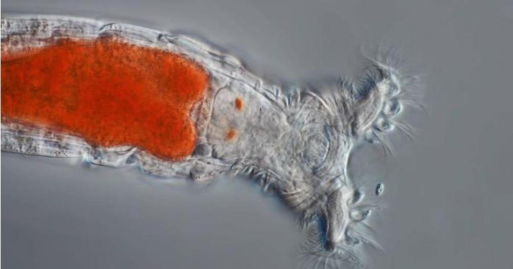Un animal microscópico volvió a la vida tras pasar 24.000 años bajo el hielo en Siberia