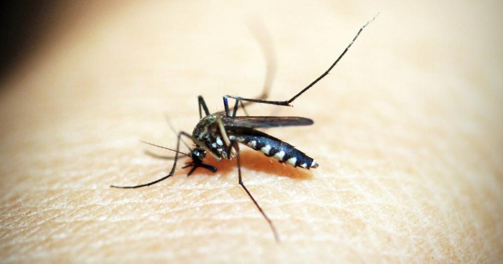Una beba de tres meses murió por dengue en Misiones