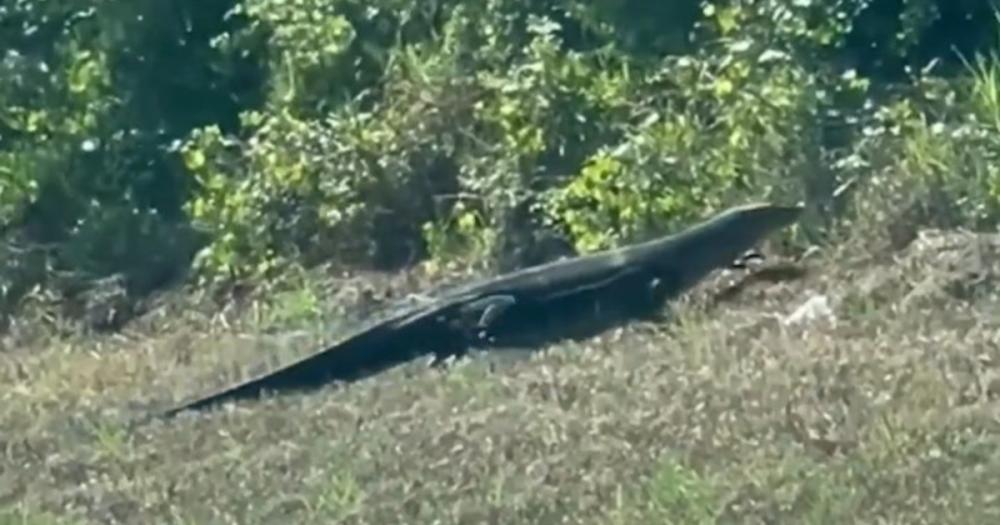 Manejaba por Florida, pensó que un caimán cruzó la ruta, pero lo que era en realidad la impactó