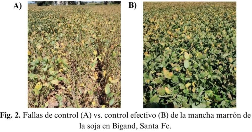 Alarma por la mutación de una enfermedad de la soja que ahora es resistente a fungicidas