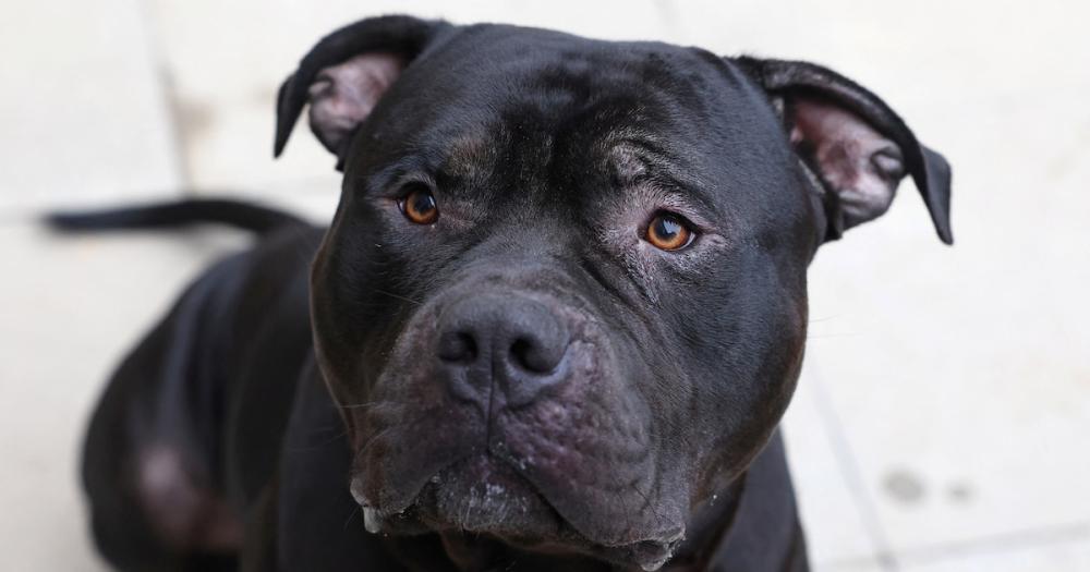 Qué razas de perro estarán prohibidas alrededor del mundo en 2025