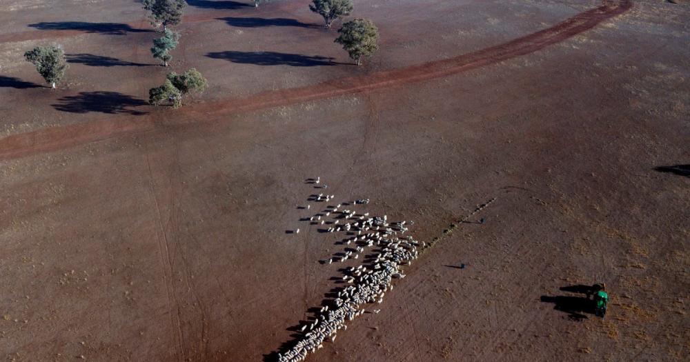 La ganadería australiana es la más golpeada por el “cambio climático”