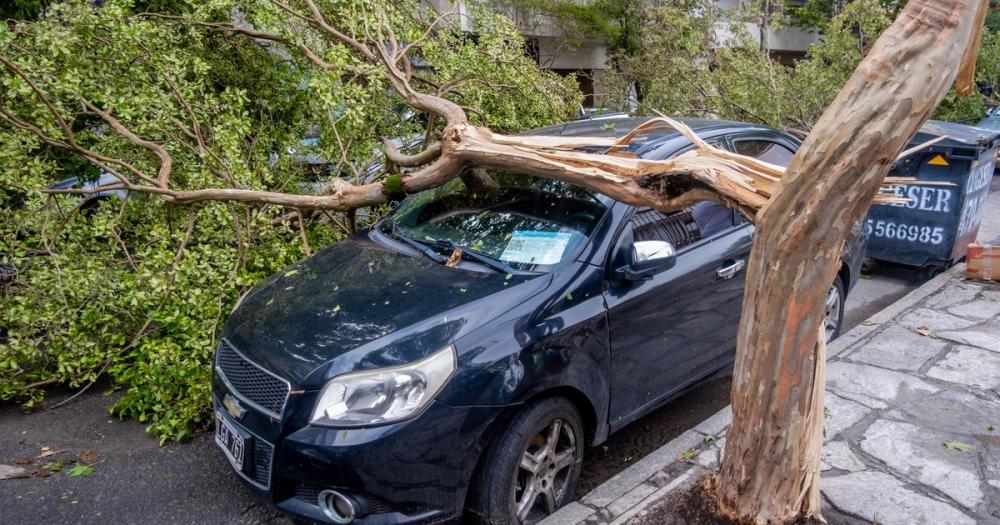 Temporal de viento y lluvia en Mar del Plata: hubo ráfagas de 80 km/h y cayeron árboles y postes de alumbrado