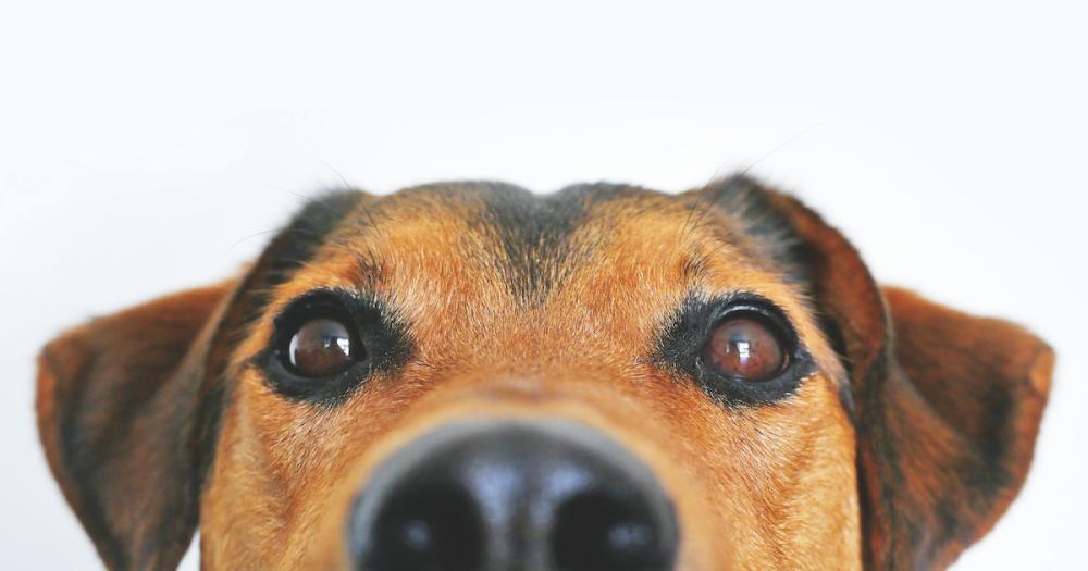 Qué significa cuando tu perro te sigue a todas partes: las 3 razones por las que lo hacen