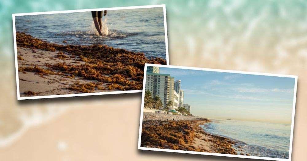 Sargazo llega a playas del Caribe Mexicano; esperan acumulación histórica