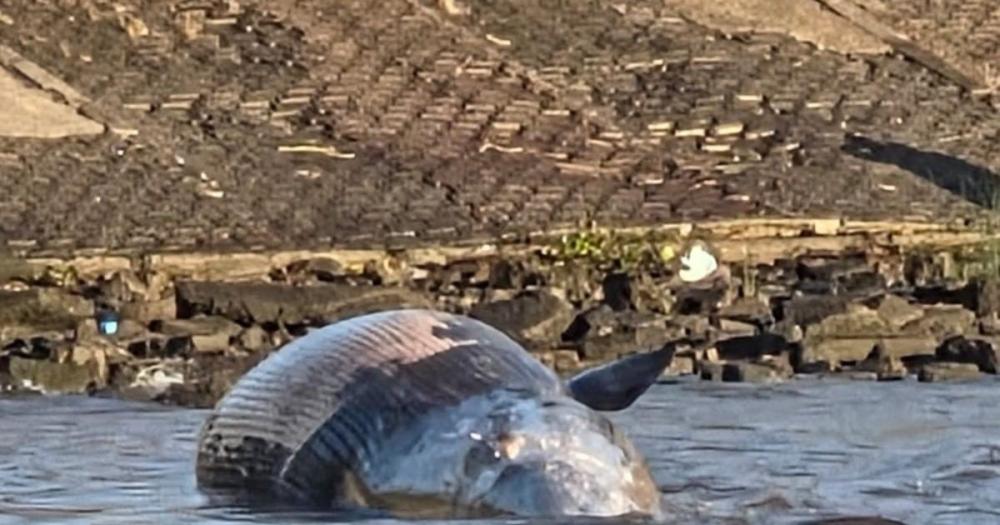 Por qué apareció una ballena muerta en la costa de Vicente López