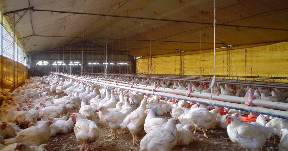 El pollo argentino bajo la lupa ambiental