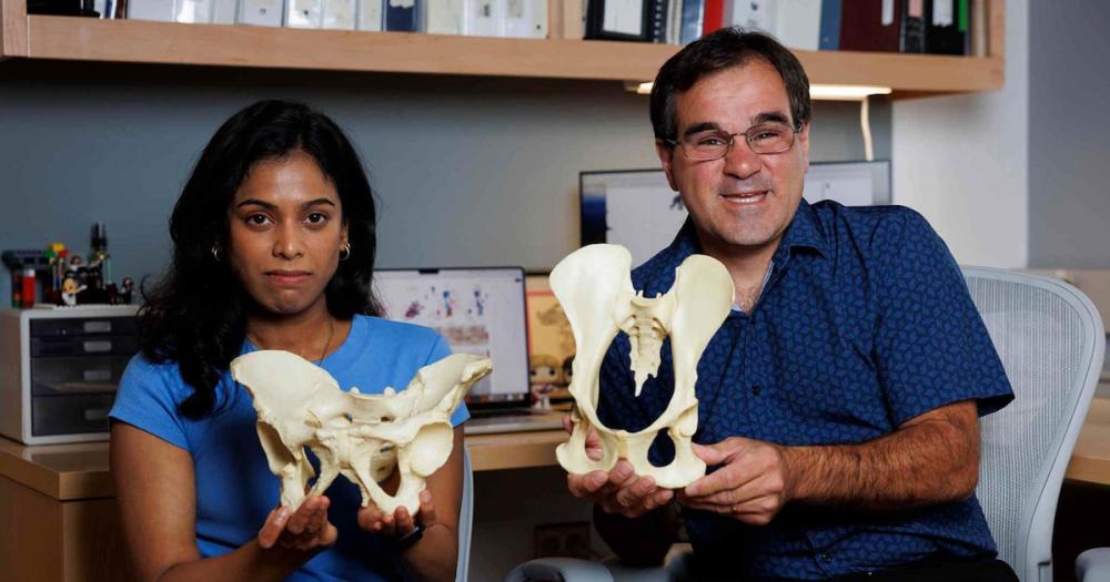 Descubrieron los mecanismos genéticos que permitieron a los humanos caminar en dos piernas