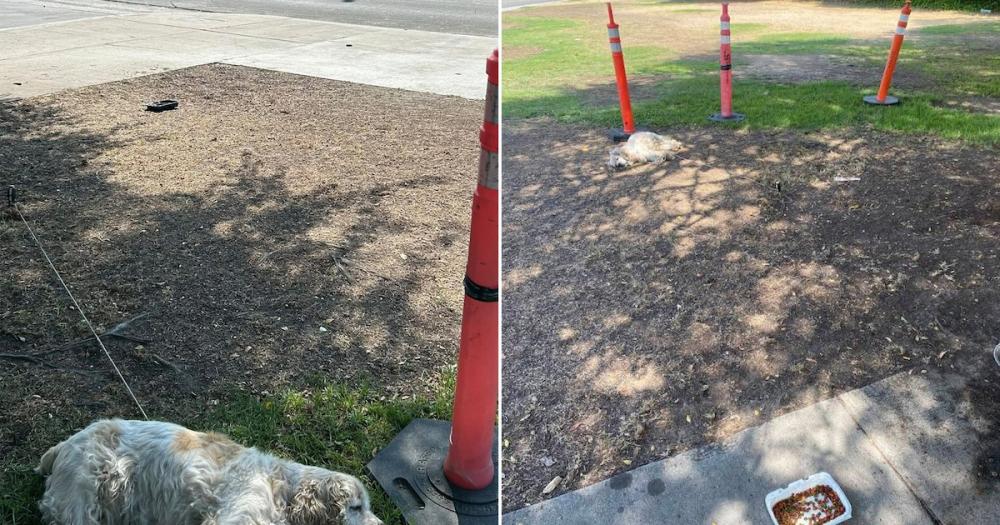 Perrito anciano es rescatado tras ser cruelmente atado con un alambre y un destornillador