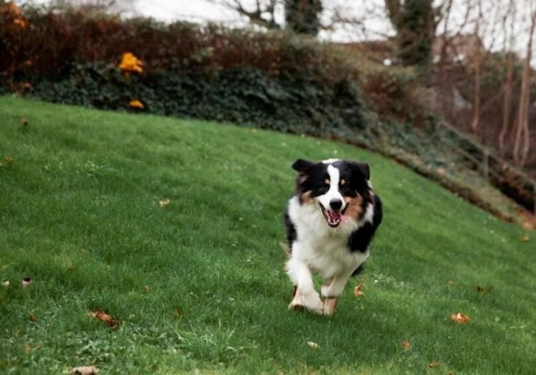 Elimina fácilmente los pelos de tu mascota de la ropa con este truco casero: solo necesitas papel de aluminio