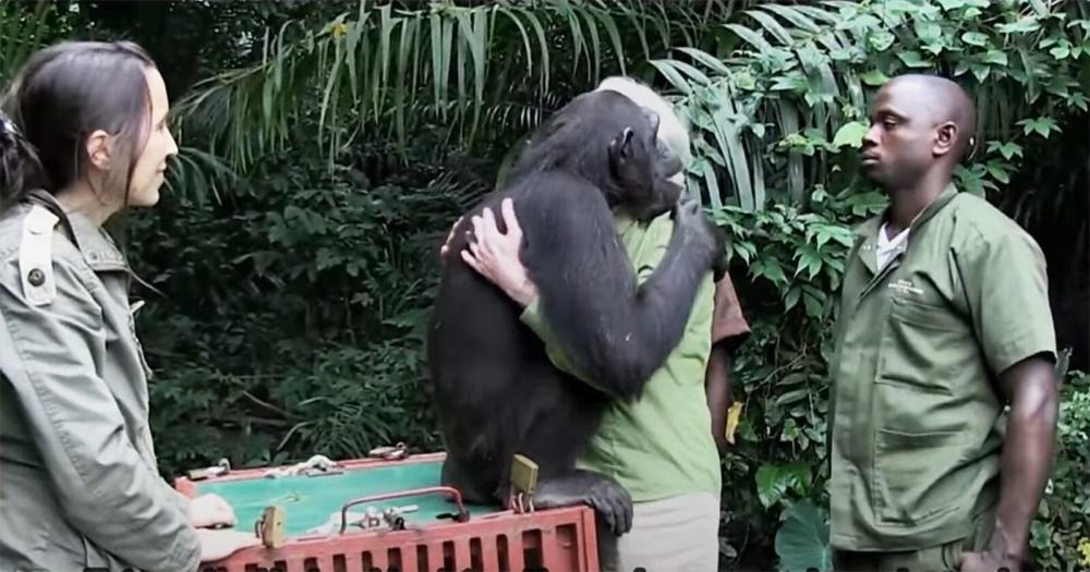 Así recordó Jane Goodall en ‘La revuelta’ cómo fue el abrazo más especial de su vida con un chimpancé al que rescató: “Es un misterio”