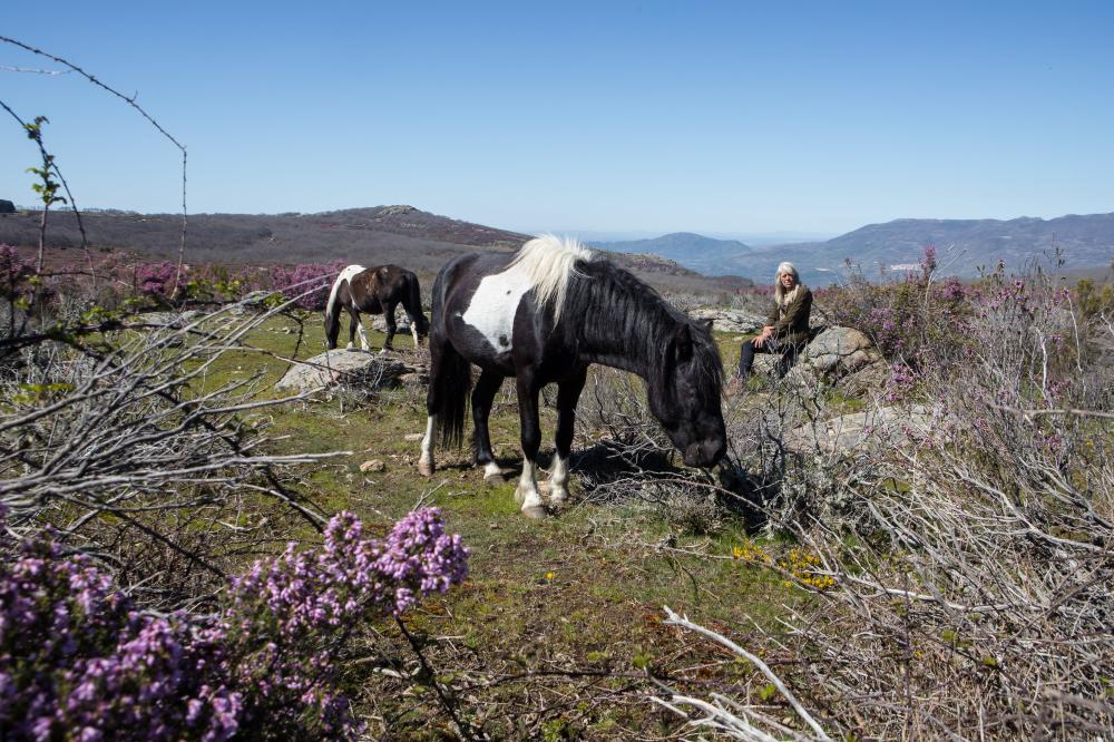 Extremadura acoge un proyecto de observación de caballos salvajes que cuestiona la doma tradicional
