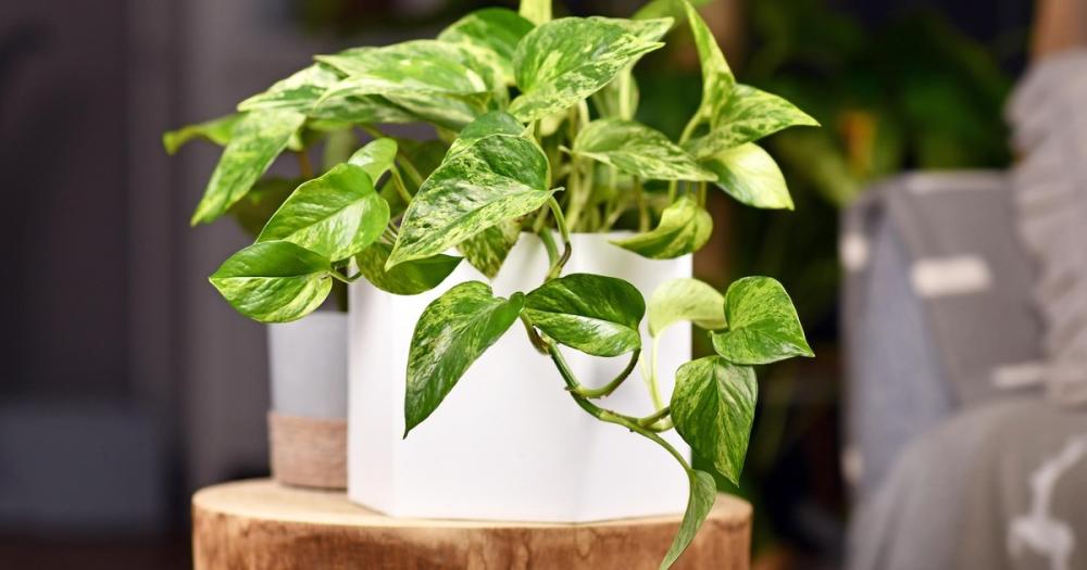 Las tres mejores plantas para purificar el aire y dormir de manera saludable