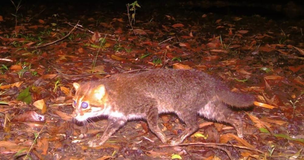 Después de 30 años avistaron un gato salvaje que habían dado por extinto